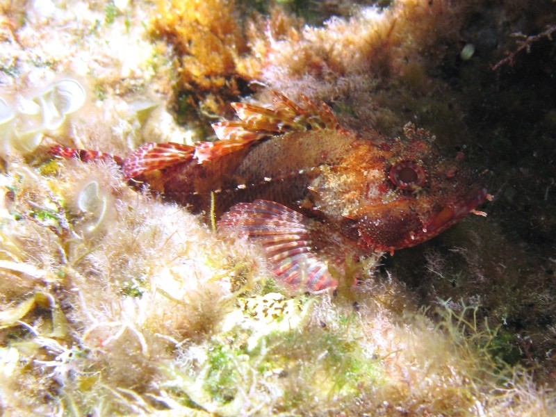 Scorfanotto di Madera (Scorpaena maderensis)